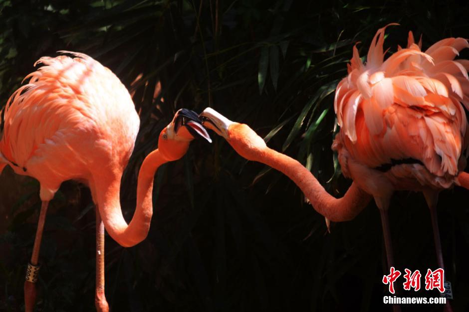 深圳野生動物園動物“情侶”七夕秀恩愛